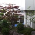 植木剪定後