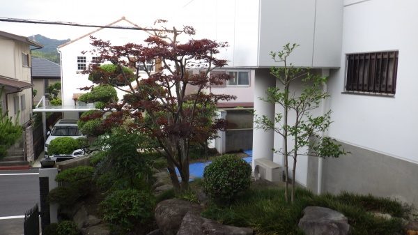 植木剪定後