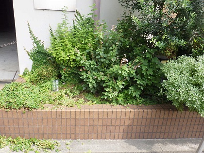 大阪市 和歌山の植木屋村上造園です 出張 見積無料で庭木剪定 植栽 伐採作業いたします 大阪市 堺市 門真市の植木屋村上造園