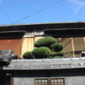 マキ剪定後