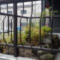 植栽後２