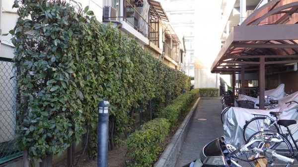 生垣剪定後２