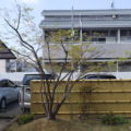 剪定後イロハモミジ