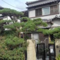 植木剪定後クロマツ