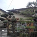 クロマツ剪定後２