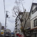 高木剪定後２