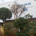 大阪植木剪定後