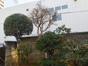 大阪植木剪定後