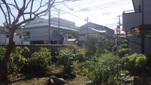 奈良県植木剪定後６