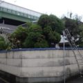 大阪市植木伐採前７
