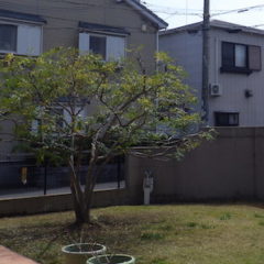 奈良県植木剪定後２