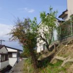 大阪植木伐採後