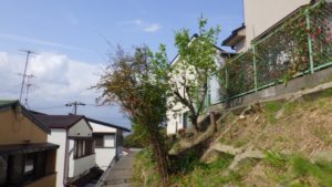 大阪植木伐採後