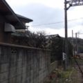 奈良植木剪定後３