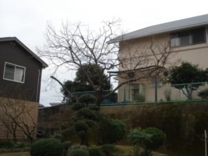 大阪植木剪定後7