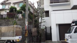 大阪植木剪定後１０