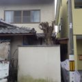 京都植木剪定後１