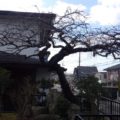 大阪府植木剪定後１