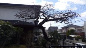 大阪府植木剪定後1