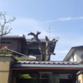 奈良県植木剪定後２