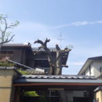 奈良県植木剪定後2