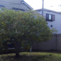 奈良県植木剪定前２