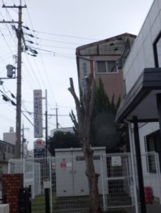 奈良植木剪定後４