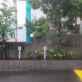 植え替え後