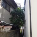 伐採前