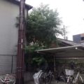 伐採前
