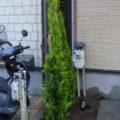 植栽後