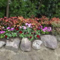 花植栽