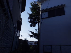 伐採前クロガネモチ