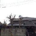 剪定後