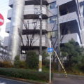 伐採前ケヤキ