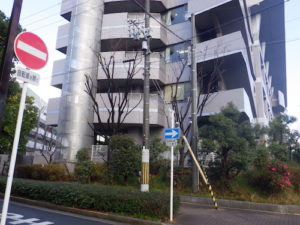伐採前ケヤキ
