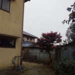 アラカシ伐採後