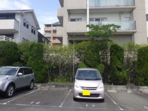 剪定後