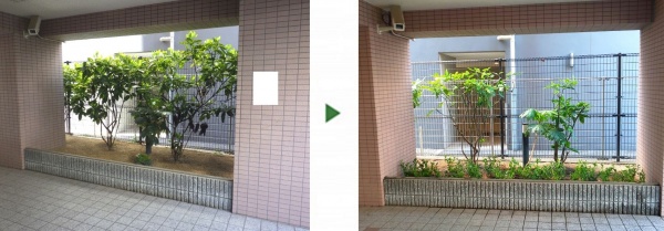 大阪市鶴見区　サルココッカを植栽した事例