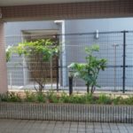 サルココッカ　植栽後