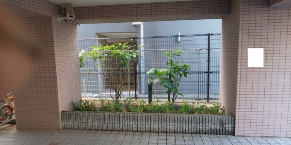 マンションの敷地にサルココッカを植栽した写真　完成版