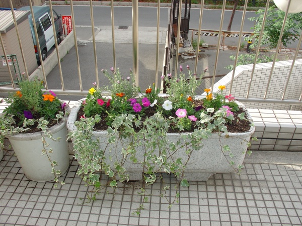 花植栽