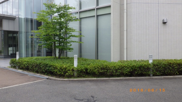 庭木剪定